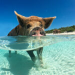 07 Traumstraende PigBeach Bahamas 1200x800px 07 Traumstraende PigBeach Bahamas 1200x800px
