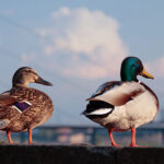 Landingpage Nicko B6 Galerie 04 20260518 Landingpage Nicko B6 Galerie 04 20260518