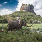 Elephant Ride Elephant Ride